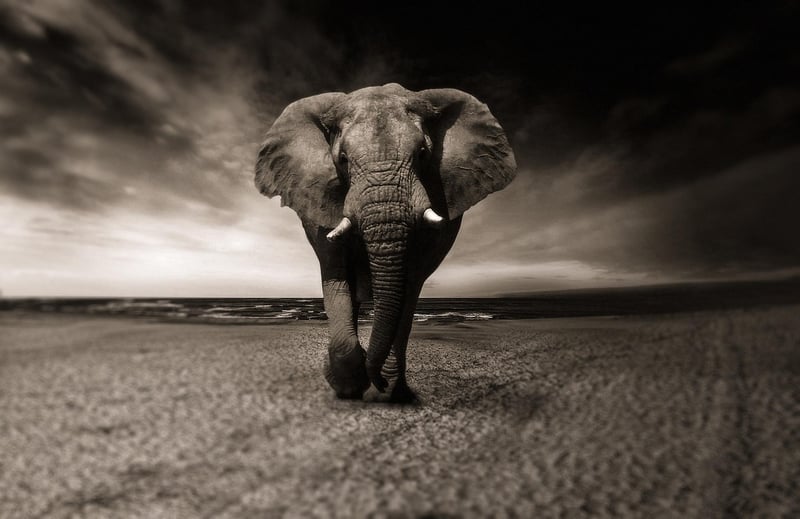 Animal Safaris